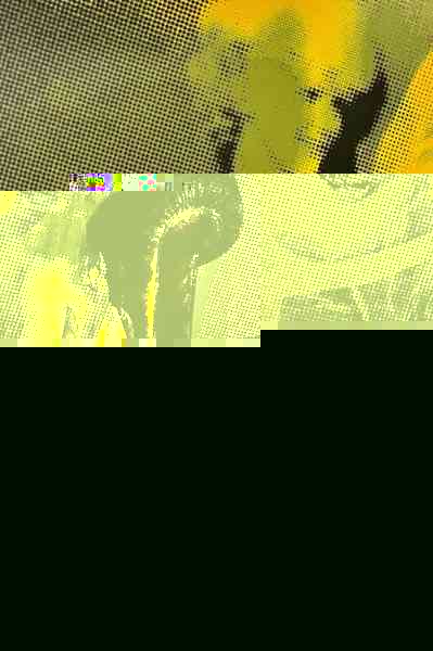 Porno Nights of the World